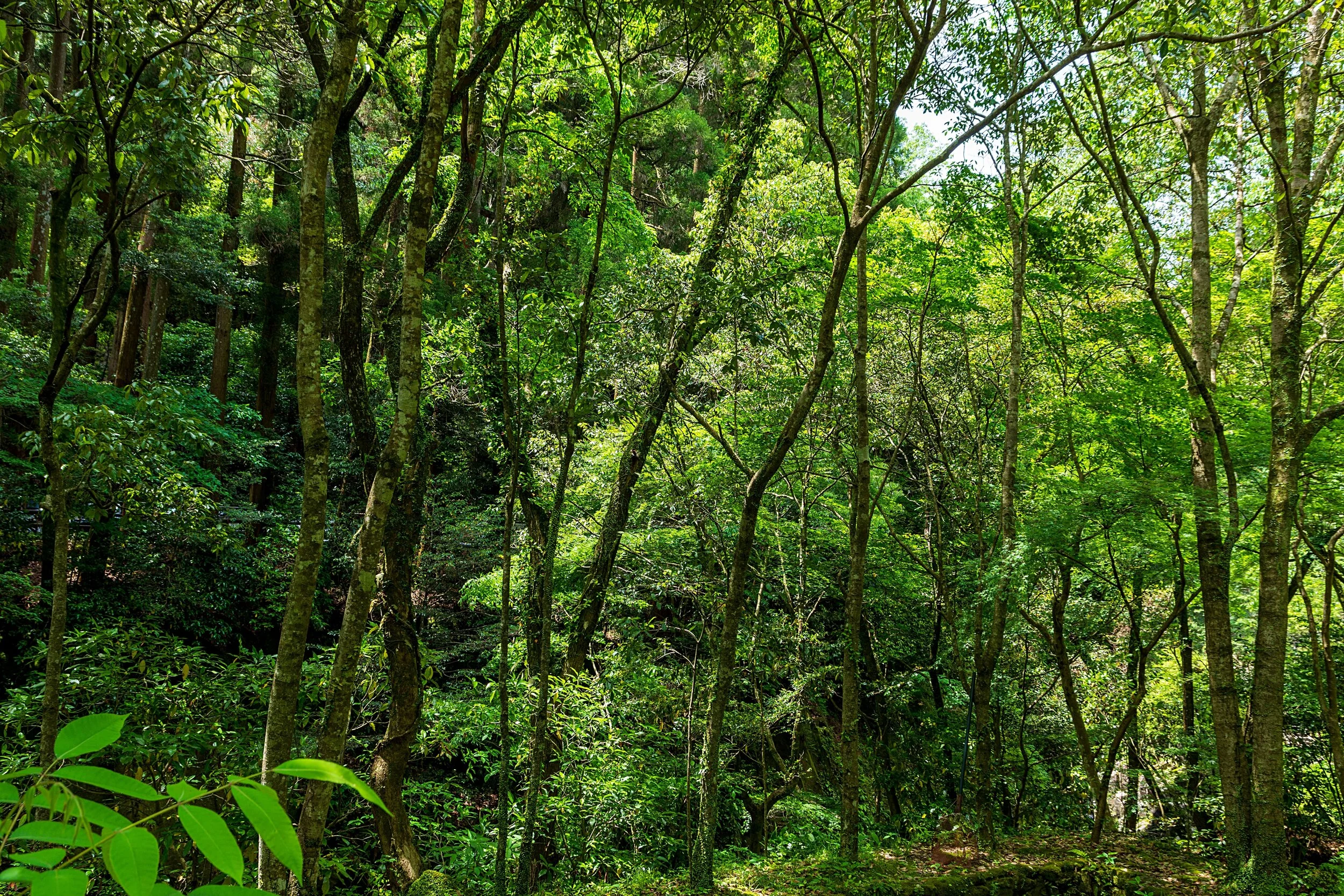 Miyawaki forests for drawdown and carbon sequestraton — Drawdown Farm